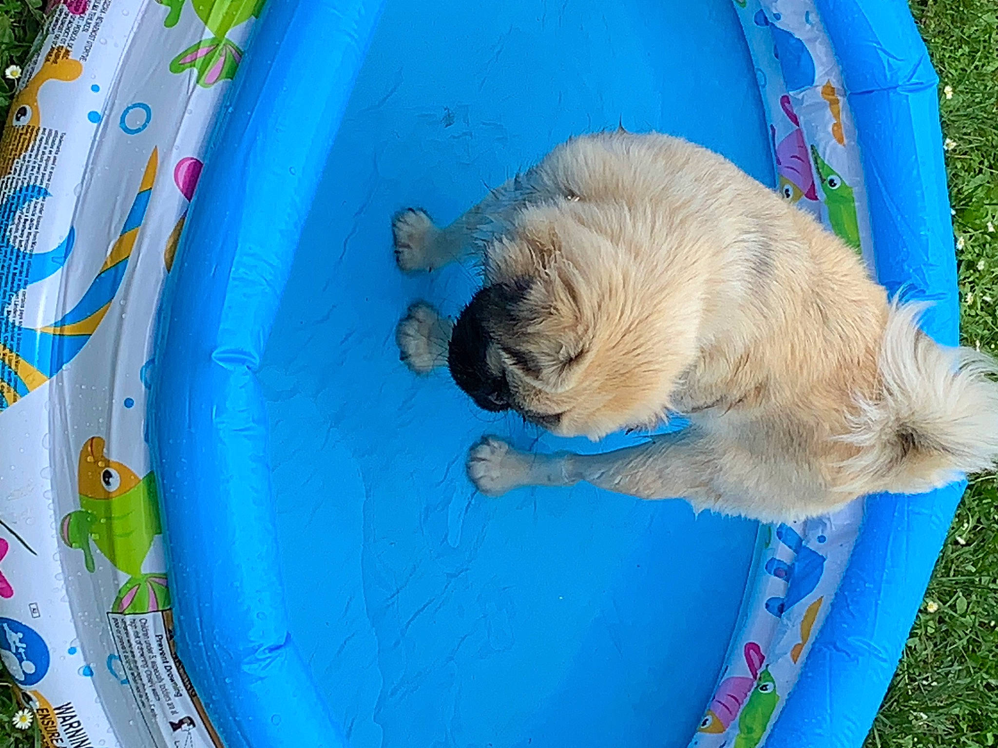 Wikette a rejoint le concours — aidez-le/la à gagner de superbes lots ! azure, blue, canidae, carnivore, collar, companion_dog, dog, dog_breed, electric_blue, fawn, fun, grass, leisure, pet_supply, sporting_group, tail, toy_dog, water, working_animal, world