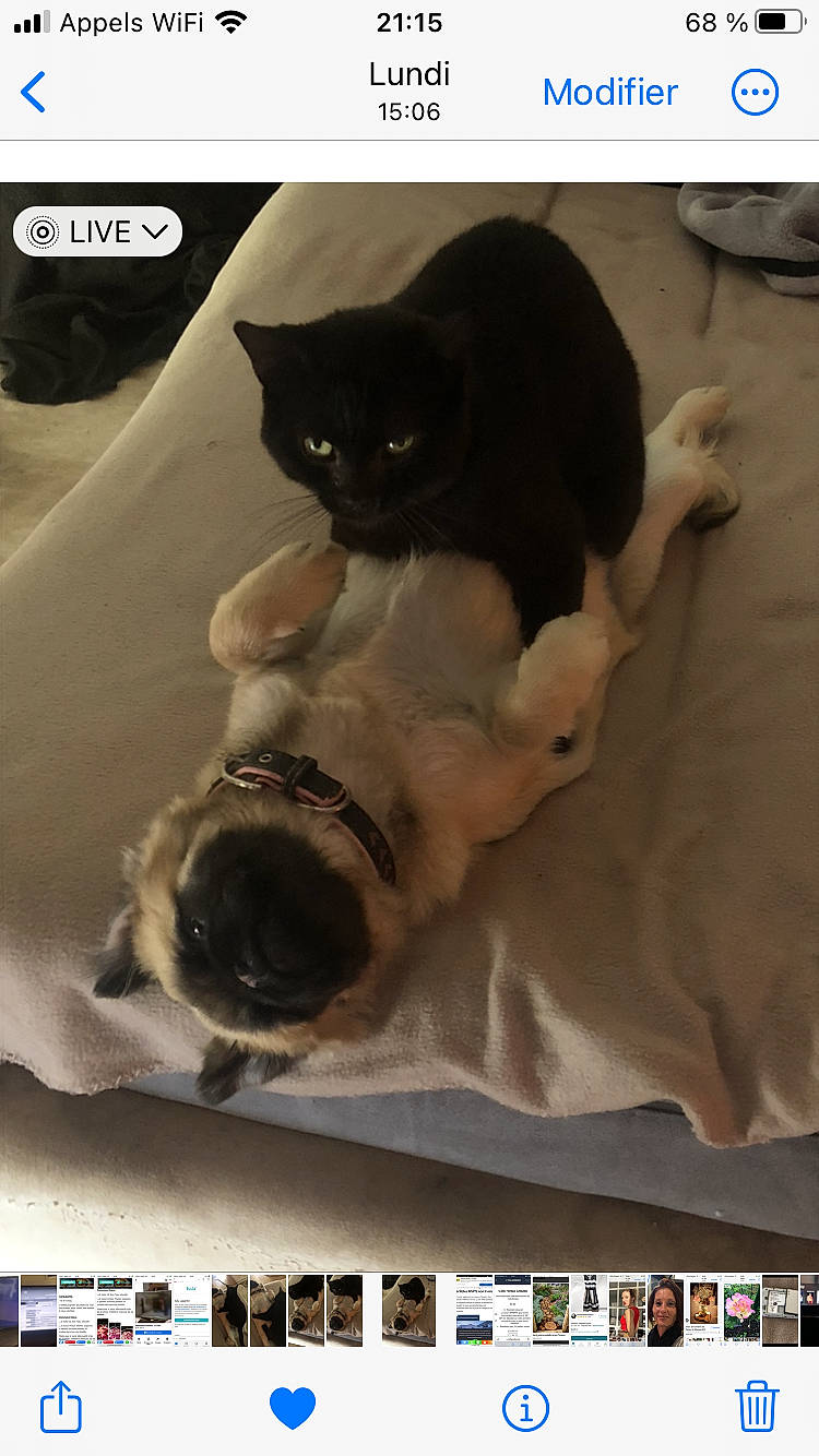 Wikette a rejoint le concours — aidez-le/la à gagner de superbes lots ! automotive_tire, black_cat, carnivore, cat, cat_supply, comfort, domestic_short_haired_cat, felidae, font, fur, linens, packaging_and_labeling, paper, paper_product, pet_supply, rectangle, room, small_to_medium_sized_cats, tail, whiskers