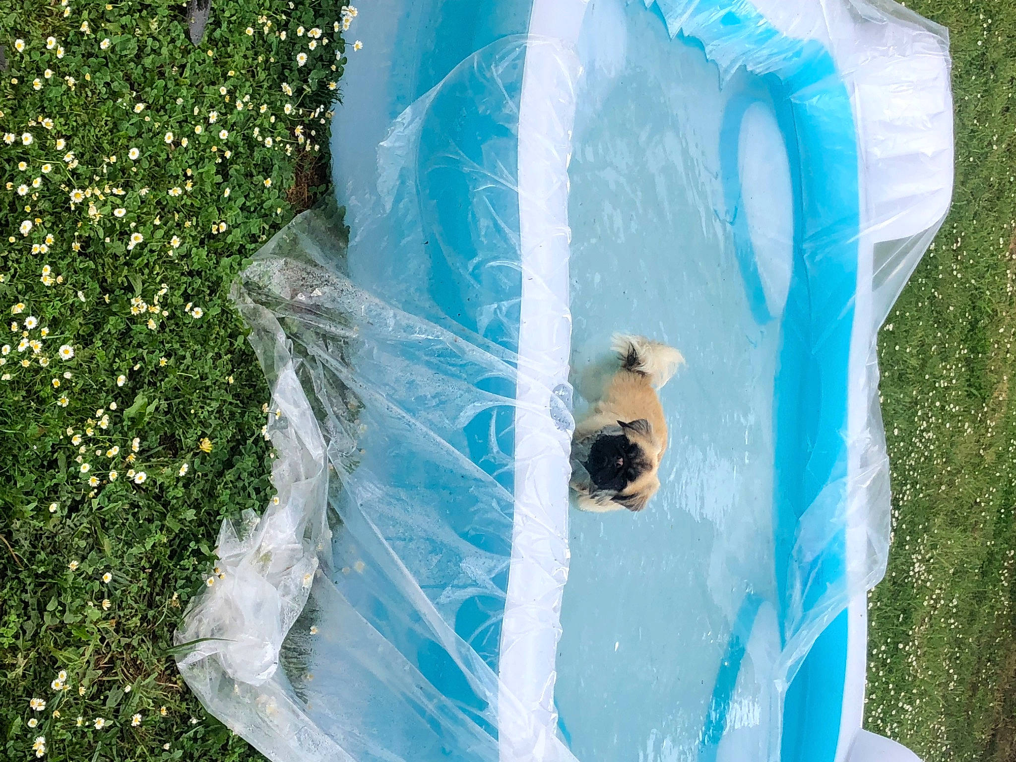 Wikette a rejoint le concours — aidez-le/la à gagner de superbes lots ! azure, electric_blue, fish, fun, grass, insect, leisure, plant, plastic, plastic_bag, recreation, tarpaulin, water