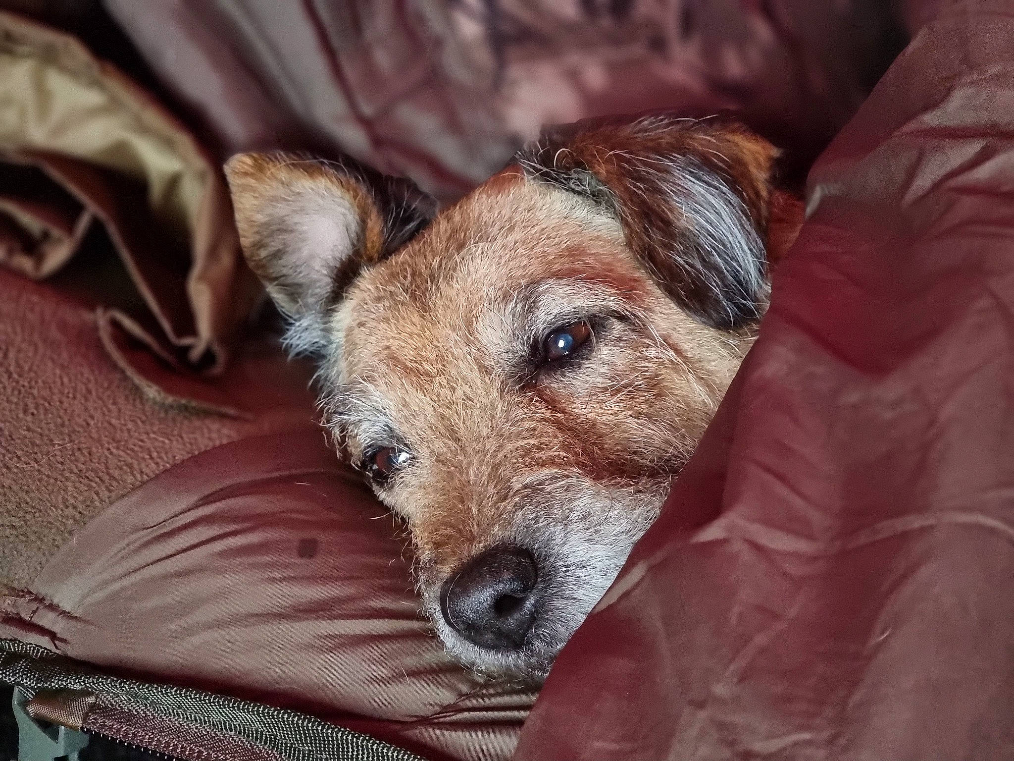 Tia joined the competition — help win amazing prizes! canidae, carnivore, comfort, companion_dog, dog, dog_breed, fawn, fur, small_terrier, snout, sporting_group, terrestrial_animal, terrier, toy_dog, whiskers