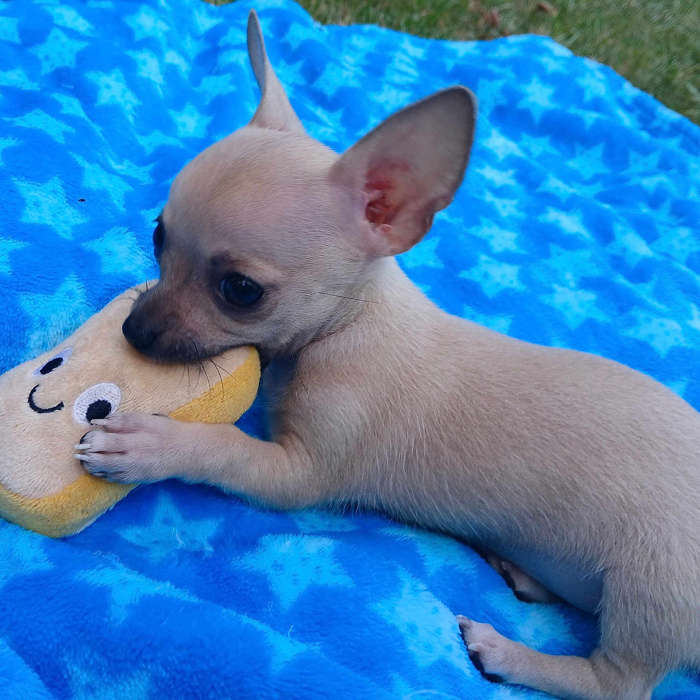 Maki joined the competition — help win amazing prizes! animal, blanket, bulldog, canine, chihuahua, dog, frenchbulldog, homedecor, hound, linen, pet, puppy, quilt, terrier, towel, whitedog
