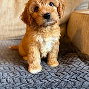 Milo is registered to the contest to win money with this photo: puppy, dog, pet, fluffy, cute, indoor, blanket, texture, brown, beige, fur, small, adorable, animal, sitting, portrait, head_tilt, cozy, companion, young
