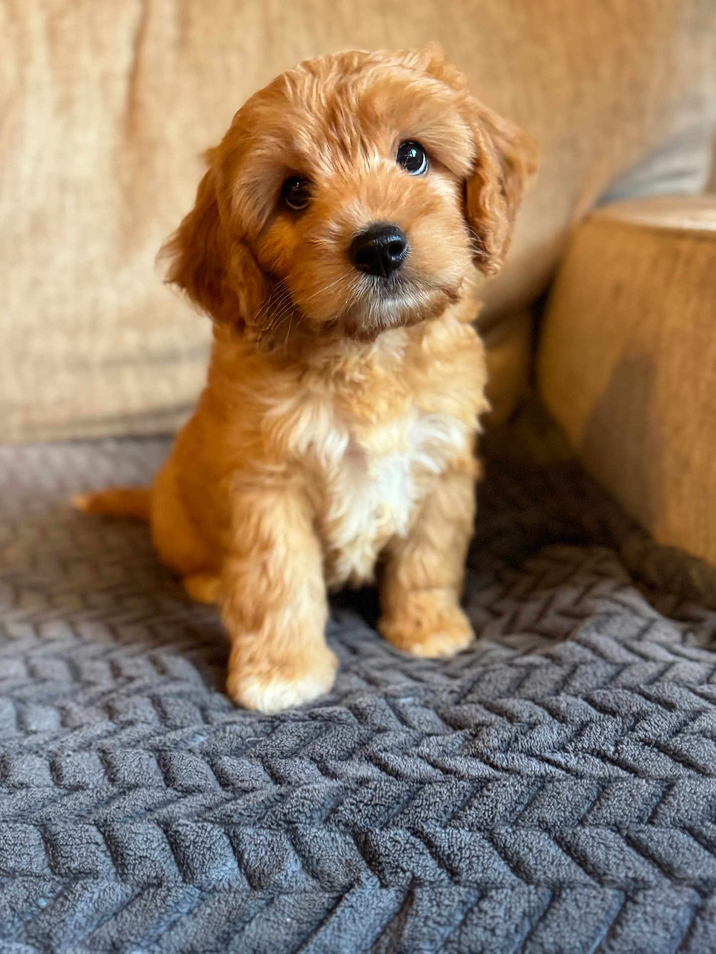Milo