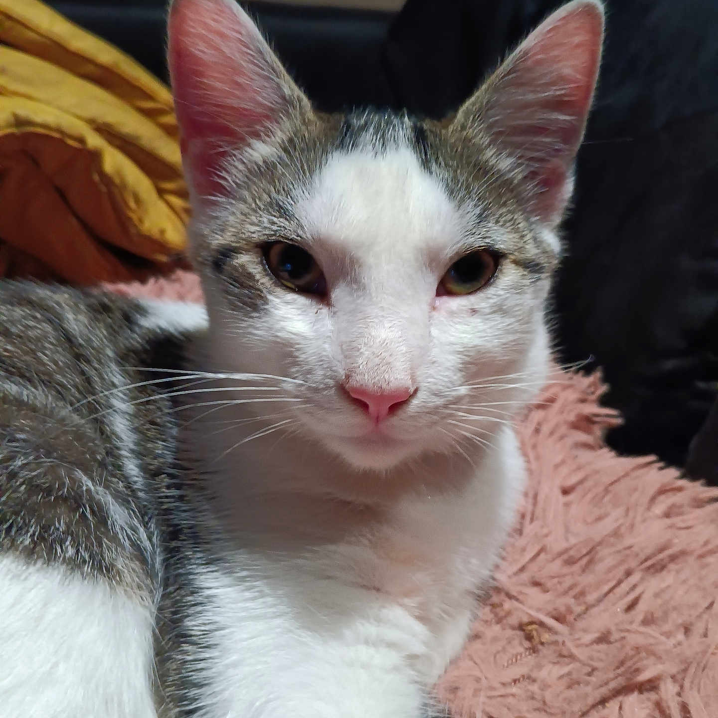 Charly a rejoint le concours — aidez-le/la à gagner de superbes lots ! abyssinian, angora, animal, armchair, cat, chair, couch, furniture, hardwood, kitten, manx, pet, siamese, wood