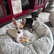 Kona is registered to the contest to win money with this photo: animal, black_dog, bone_toy, cabinet, carpet, companion, cute, decor, dog, ears, floor, furniture, indoor, living_room, pet_bed, puppy, relaxed, small_dog, toy, white_dog
