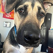 Mr Snickers joined the competition — help win amazing prizes! brown_eyes, cabinet, close_up, collar, curious, dog, ears, eyes, flag, framed_picture, front_paws, furniture, indoor, living_room, muzzle, nose, pet_bowl, playful, portrait, short_hair