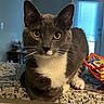Gary is registered to the contest to win money with this photo: cat, gray_cat, white_chest, yellow_eyes, indoor, countertop, pet, feline, whiskers, ears, curious, close_up, domestic_animal, household, animal_portrait, resting, looking_at_camera, table, basket, natural_light