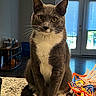 cat, gray_cat, white_fur, sitting, countertop, indoor, pet, animal, feline, whiskers, tail, orange_basket, candy, golden_eyes, door, blinds, shelf, floor, house, curious