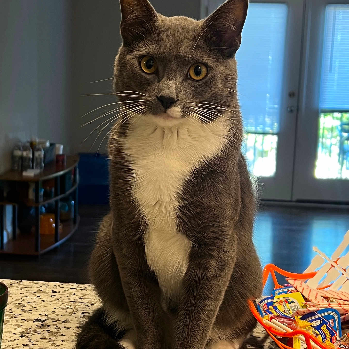 Gary is registered to the contest to win money with this photo: cat, gray_cat, white_fur, sitting, countertop, indoor, pet, animal, feline, whiskers, tail, orange_basket, candy, golden_eyes, door, blinds, shelf, floor, house, curious