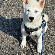 Meiko is registered to the contest to win money with this photo: animal, asphalt, canine, close_up, cute, daylight, dog, fur, harness, leash, outdoor, pet, pet_accessory, puppy, shadow, sitting, small_dog, sunlight, white_fur, young_dog