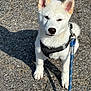 animal, asphalt, canine, close_up, cute, daylight, dog, fur, harness, leash, outdoor, pet, pet_accessory, puppy, shadow, sitting, small_dog, sunlight, white_fur, young_dog