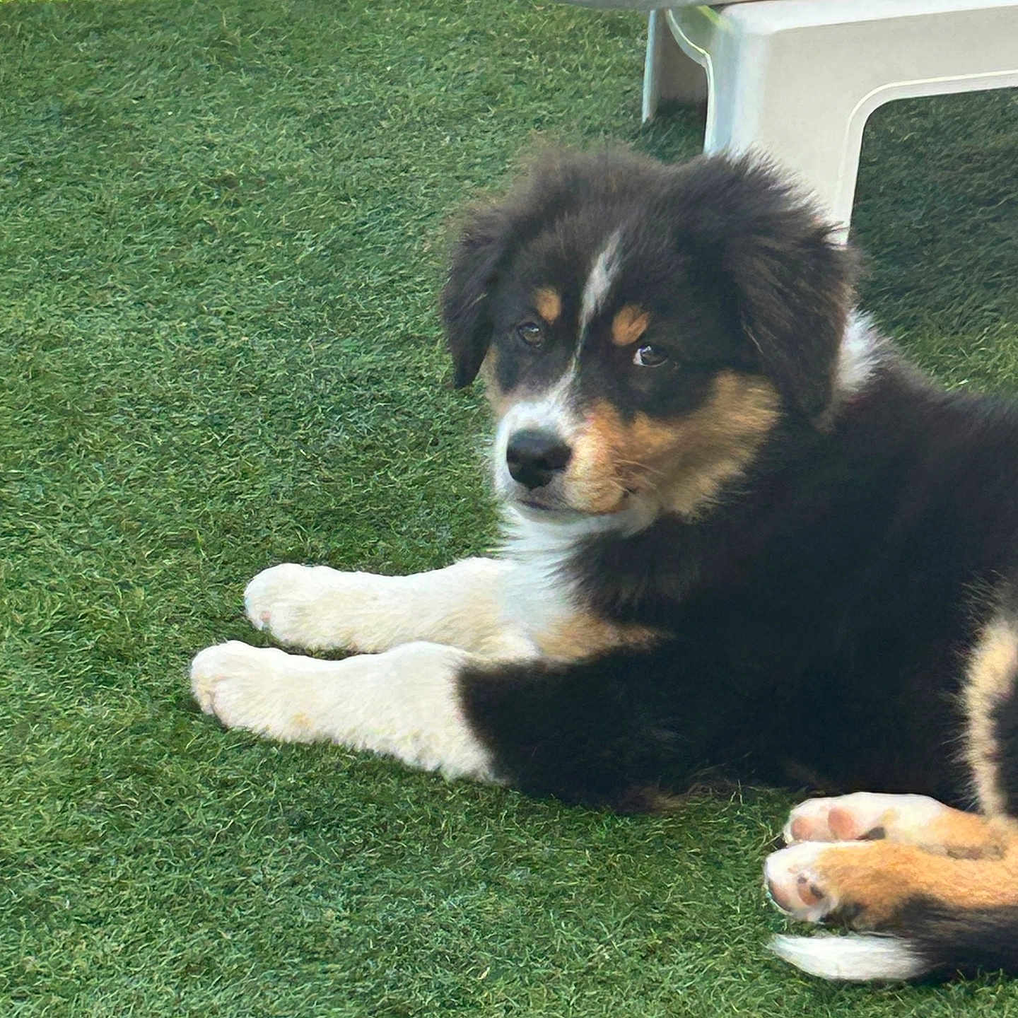 Bonzo