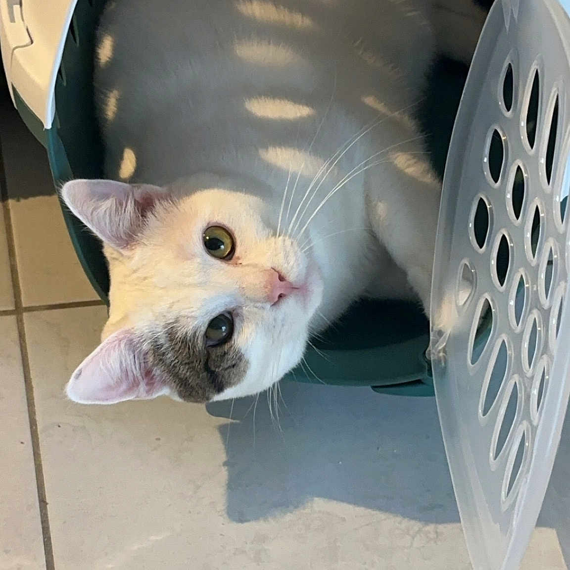 Simba
