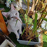 Simba participe au concours pour gagner de l'argent avec cette photo : animal, bamboo, cat, curious, feline, garden, gnome, grass, gray_spot, greenery, leaf, nature, outdoor, pet, plant, pot, stone, sunlight, white_cat, wood