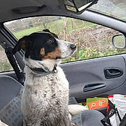 Tartine a rejoint le concours — aidez-le/la à gagner de superbes lots ! bag, car_interior, cardboard_box, collar, countryside, dog, door_handle, looking_out, muddy, passenger_seat, paws, pet, profile_view, rearview_mirror, road_trip, seat, seat_cover, sitting, wet_fur, window
