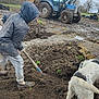 Tartine a rejoint le concours — aidez-le/la à gagner de superbes lots ! agriculture, boots, collar, digging, dirt, dog, farm, field, grass, mud, outdoor, overcast_sky, person_with_hood, puddle, shovel, spade, tires, tractor, vehicle, workwear