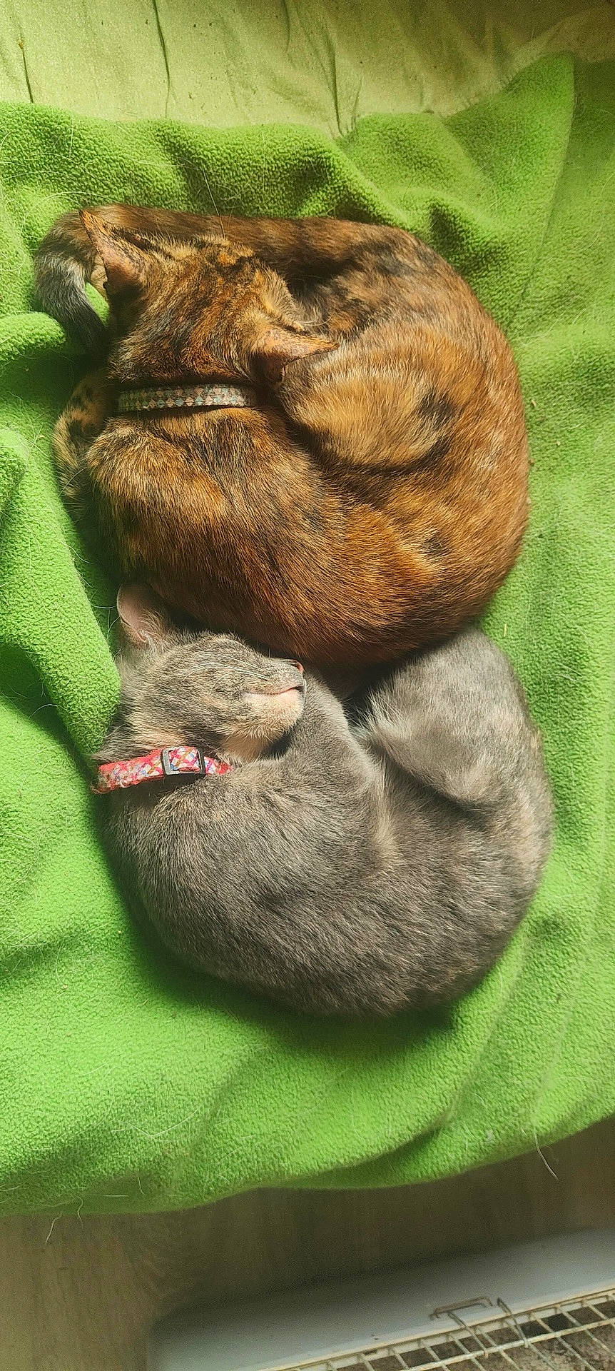 Nénette Et Pépette