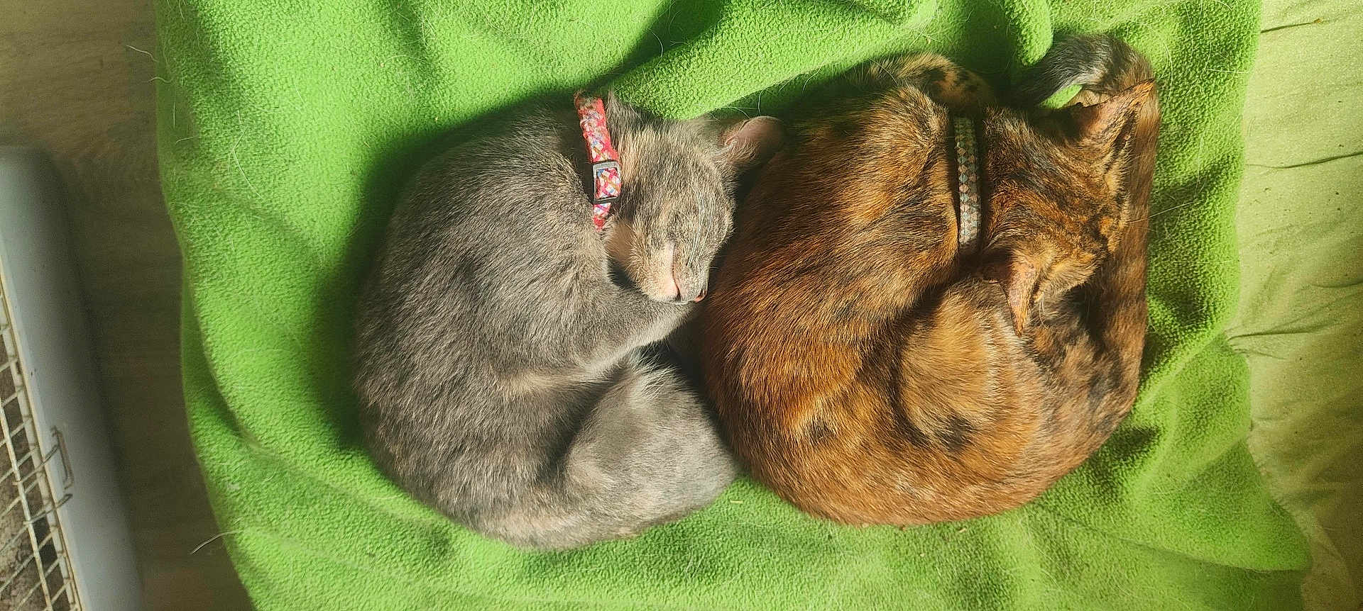 Nénette Et Pépette