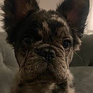 Dexter joined the competition — help win amazing prizes! dog, puppy, french_bulldog, close_up, indoor, ears, brindle, pet, animal, face, couch, domestic_animal, fur, mammal, portrait, looking_at_camera, whiskers, young, companion, cute