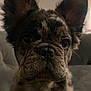 dog, puppy, french_bulldog, close_up, indoor, ears, brindle, pet, animal, face, couch, domestic_animal, fur, mammal, portrait, looking_at_camera, whiskers, young, companion, cute