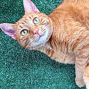Annie is registered to the contest to win money with this photo: cat, orange_tabby, green_eyes, pink_nose, whiskers, striped_fur, feline, close_up, portrait, artificial_grass, green_background, pet, relaxed, lying_down, curious, ears, muzzle, domestic_animal, outdoor, soft_fur