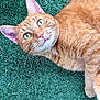 cat, orange_tabby, green_eyes, pink_nose, whiskers, striped_fur, feline, close_up, portrait, artificial_grass, green_background, pet, relaxed, lying_down, curious, ears, muzzle, domestic_animal, outdoor, soft_fur