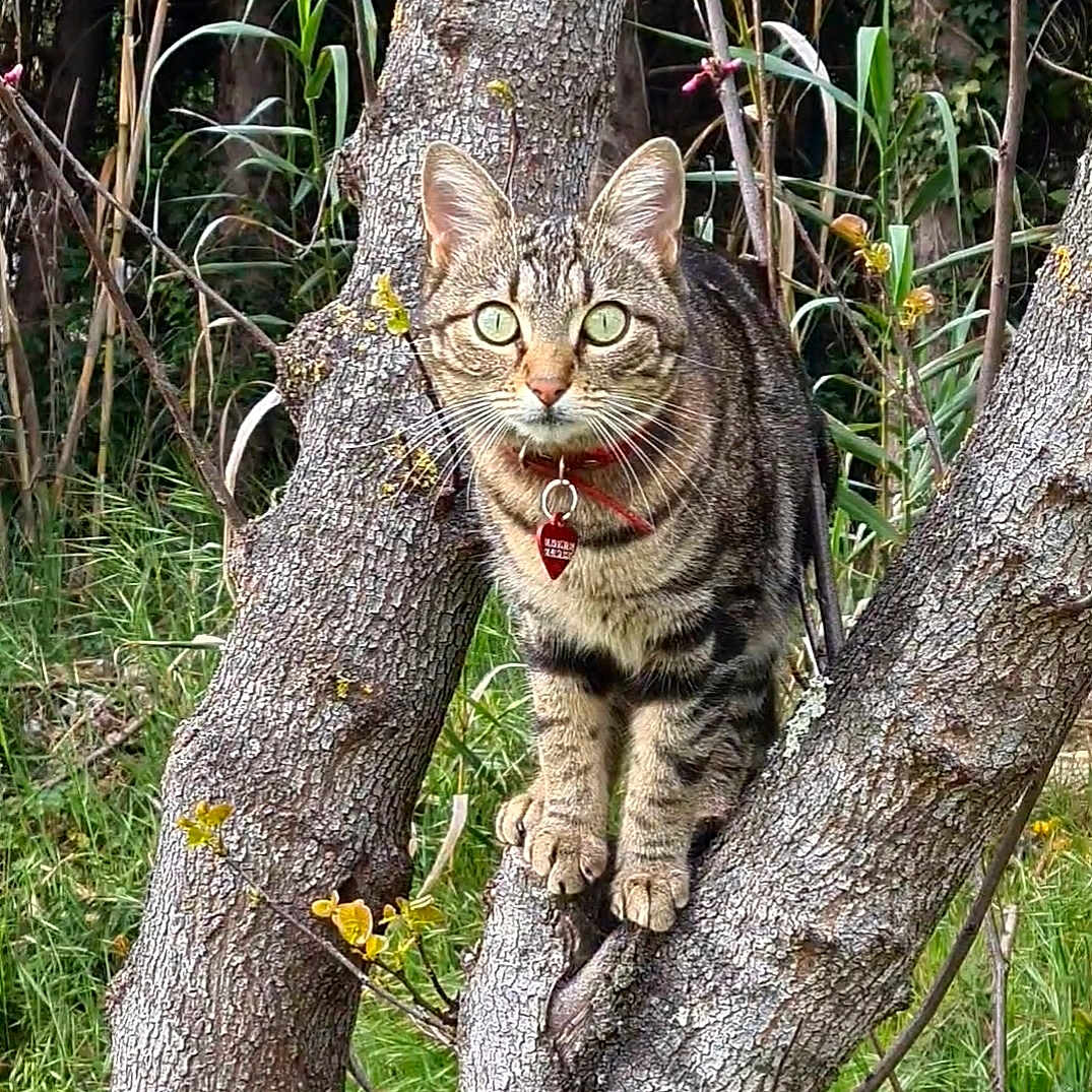 Cégette a rejoint le concours — aidez-le/la à gagner de superbes lots ! abyssinian, angora, animal, cat, egyptiancat, jungle, kitten, land, manx, nature, ocelot, outdoors, pet, plant, tree, treetrunk, vegetation, willow, wood, woodland