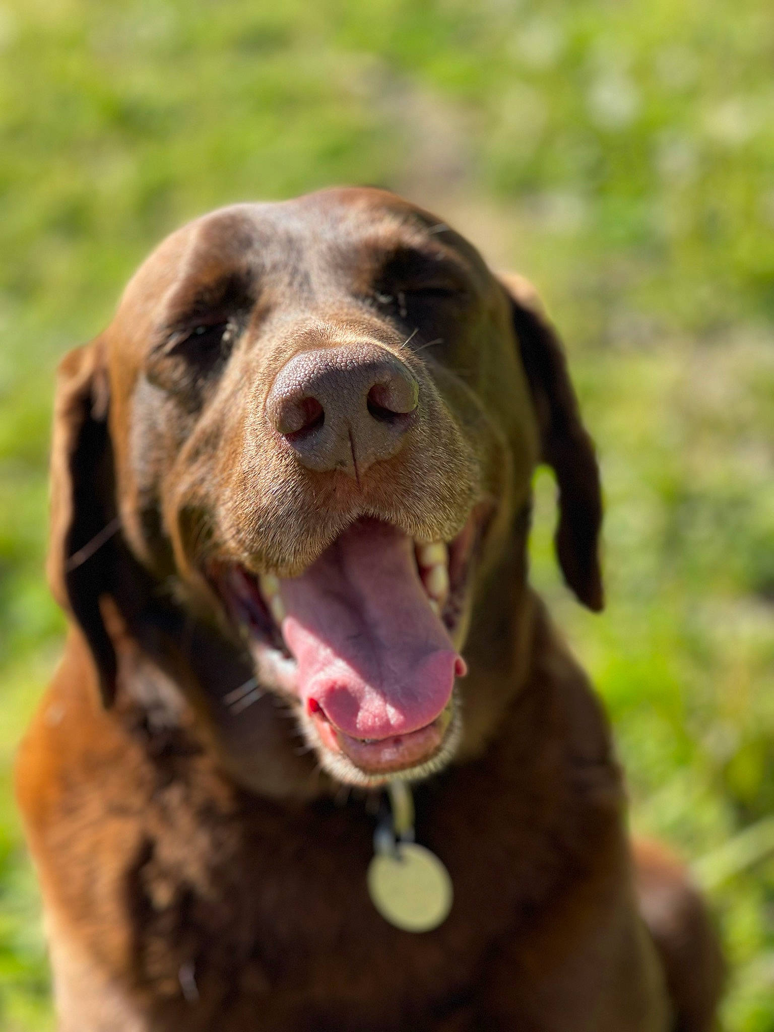 Tyrion is registered to the contest to win money with this photo: canidae, carnivore, collar, companion_dog, dog, dog_breed, dog_collar, fang, fawn, grass, gun_dog, liver, retriever, snout, sporting_group, terrestrial_animal, whiskers, working_animal, working_dog, yawn