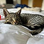 cat, tabby, pet, animal, bed, white_bedspread, relaxing, indoor, feline, striped, cute, sleepy, cozy, domestic_cat, resting, paw, tail, toy, red_ball, closeup