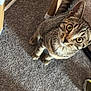 cat, tabby, carpet, chair, wooden_leg, pet, indoor, animal, curious, whiskers, feline, eyes, tail, floor, domestic, cute, looking_up, small_bowl, home, fur