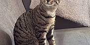 Narla joined the competition — help win amazing prizes! cat, tabby, pet, animal, feline, indoor, couch, striped, whiskers, ears, tail, curious, sitting, cozy, blanket, home, domestic, fur, eyes, relaxed