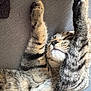 cat, tabby, sleeping, stretching, paws, feline, fur, whiskers, relaxed, cozy, indoor, pet, animal, closeup, cute, mammal, resting, soft, striped, domestic
