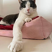 Peluche participe au concours pour gagner de l'argent avec cette photo : animal, cat, closeup, cushion, ears, face, feline, fur, gray, indoor, paw, pet, pink, red, relaxed, resting, stretching, table, whiskers, white