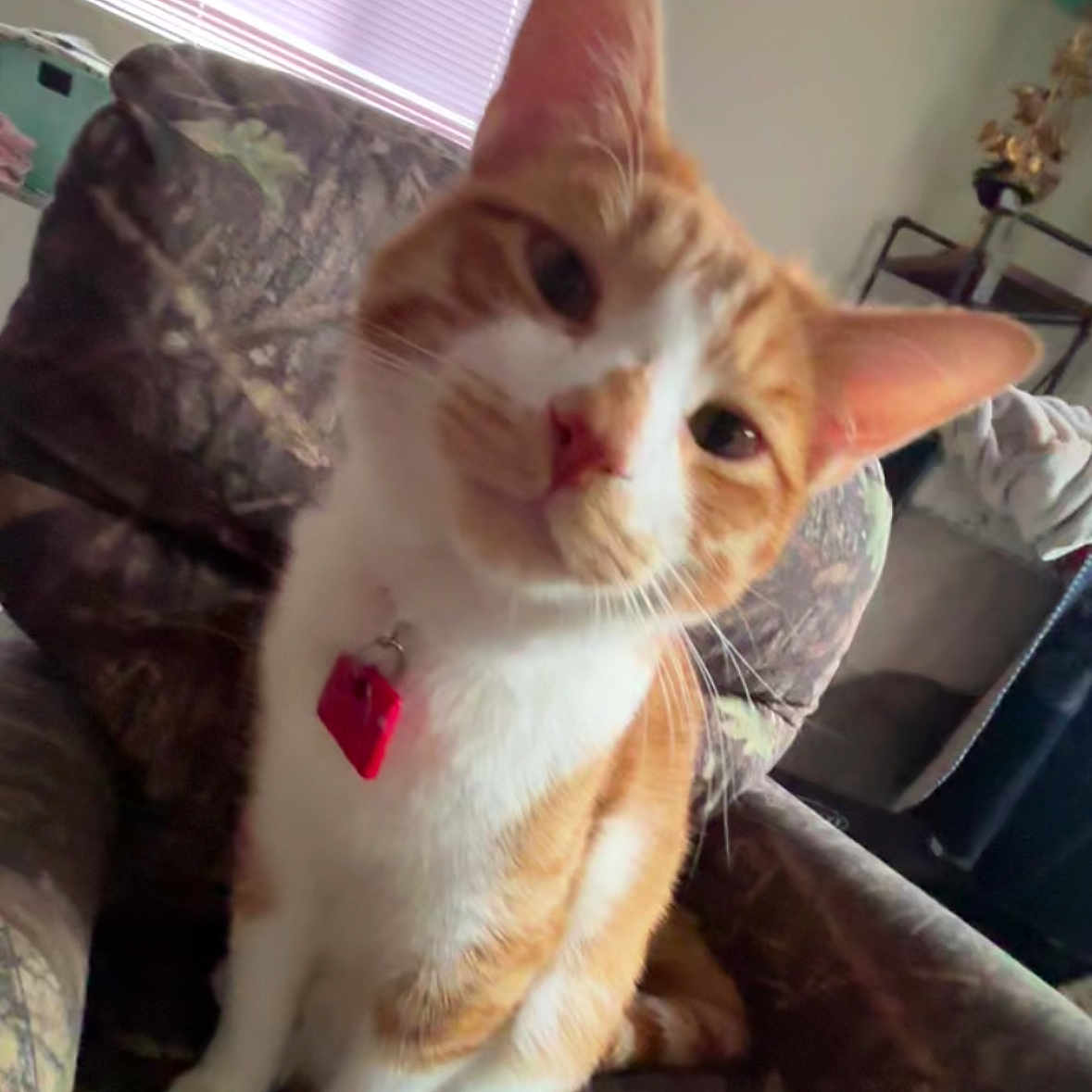Fein is registered to the contest to win money with this photo: animal, camo_pattern, cat, chair, collar, curious, domestic_cat, ears, feline, furniture, household, indoor, orange_cat, paws, pet, sitting, tag, whiskers, white_cat, window_blinds