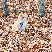 Mufasa is registered to the contest to win money with this photo: animal, autumn, cat, daylight, fall, forest, fur, harness, leaf_litter, leaves, mammal, nature, orange_cat, outdoor, pet, quiet, sitting, trees, wildlife, wood