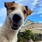 Sam participe au concours pour gagner de l'argent avec cette photo : backyard, blue_sky, canine, close_up, daylight, dog, ears, fence, fur, happy, nature, outdoor, patio, pet, plants, smiling, snout, summer, teeth, umbrella