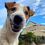 backyard, blue_sky, canine, close_up, daylight, dog, ears, fence, fur, happy, nature, outdoor, patio, pet, plants, smiling, snout, summer, teeth, umbrella