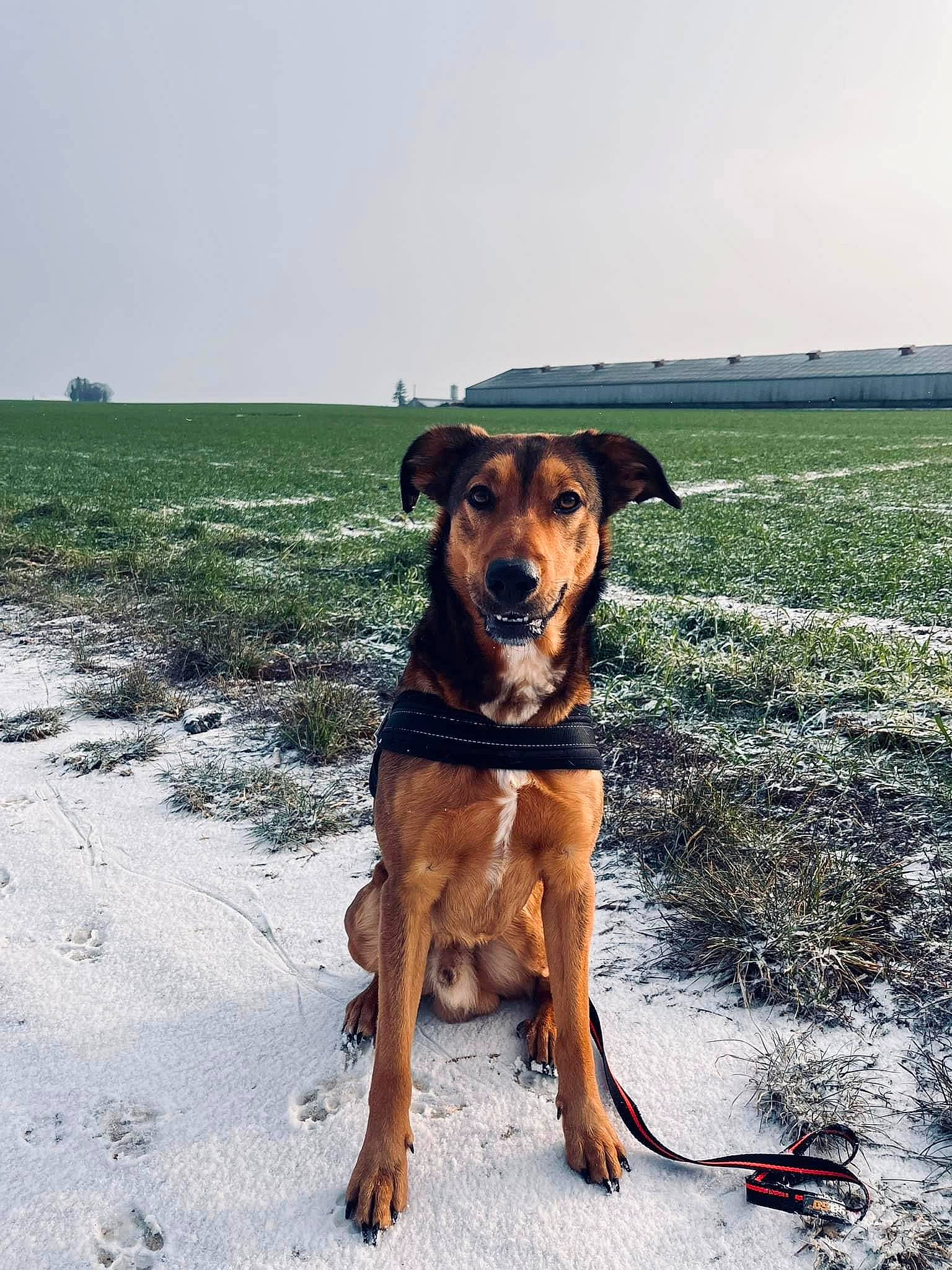 Narko participe au concours pour gagner de l'argent avec cette photo : canidae, carnivore, collar, companion_dog, dog, dog_breed, dog_collar, fawn, grass, guard_dog, hound, hunting_dog, landscape, ocean, plant, sky, snout, sporting_group, working_animal, working_dog