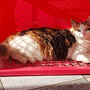 Letty participe au concours pour gagner de l'argent avec cette photo : carnivoran, cat, cat_like_mammal, domestic_short_haired_cat, kitten, play, small_to_medium_sized_cats, tail, whiskers