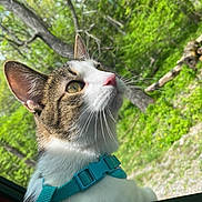 Walker Texas Ranger is registered to the contest to win money with this photo: cat, animal, pet, window, harness, outdoor, greenery, nature, tree, whiskers, fur, closeup, curious, daylight, mammal, domestic, face, profile, young, alert