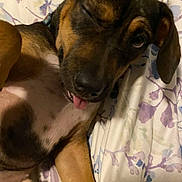 Willow joined the competition — help win amazing prizes! dog, pet, animal, tongue_out, winking, bed, floral_pattern, brown, black, fur, cute, playful, lying_down, domestic_animal, close_up, sleepy, ears, collar, whiskers, canine