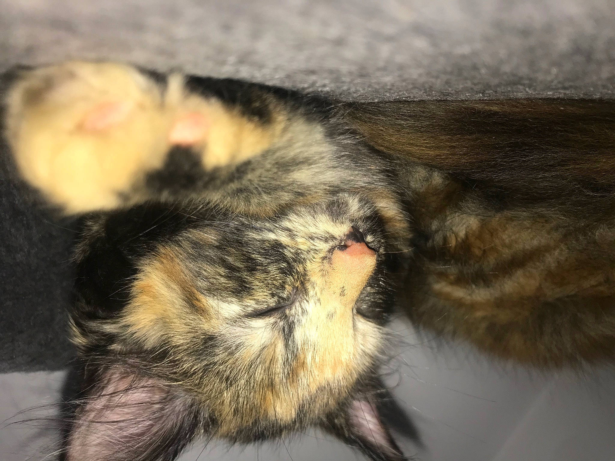 Maisie joined the competition — help win amazing prizes! arthropod, carnivore, cat, claw, comfort, domestic_short_haired_cat, ear, felidae, fur, macro_photography, nap, paw, sleep, small_to_medium_sized_cats, snout, tail, terrestrial_animal, whiskers, wildlife