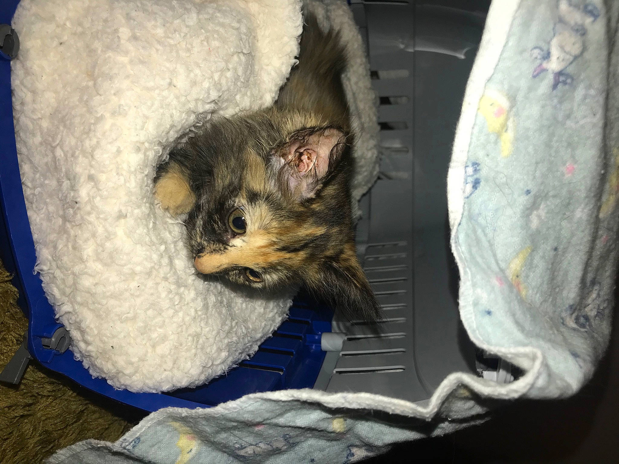 Maisie is registered to the contest to win money with this photo: canidae, carnivore, cat, cat_supply, claw, comfort, couch, domestic_short_haired_cat, fawn, felidae, fur, linens, nap, paw, sleep, small_to_medium_sized_cats, snout, tail, textile, whiskers