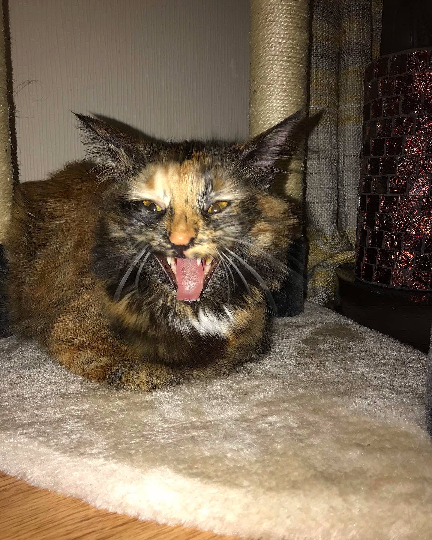 Maisie is registered to the contest to win money with this photo: carnivore, cat, claw, domestic_short_haired_cat, fang, felidae, flooring, fur, hardwood, maine_coon, paw, sitting, small_to_medium_sized_cats, snout, tail, terrestrial_animal, whiskers, wildlife, wood