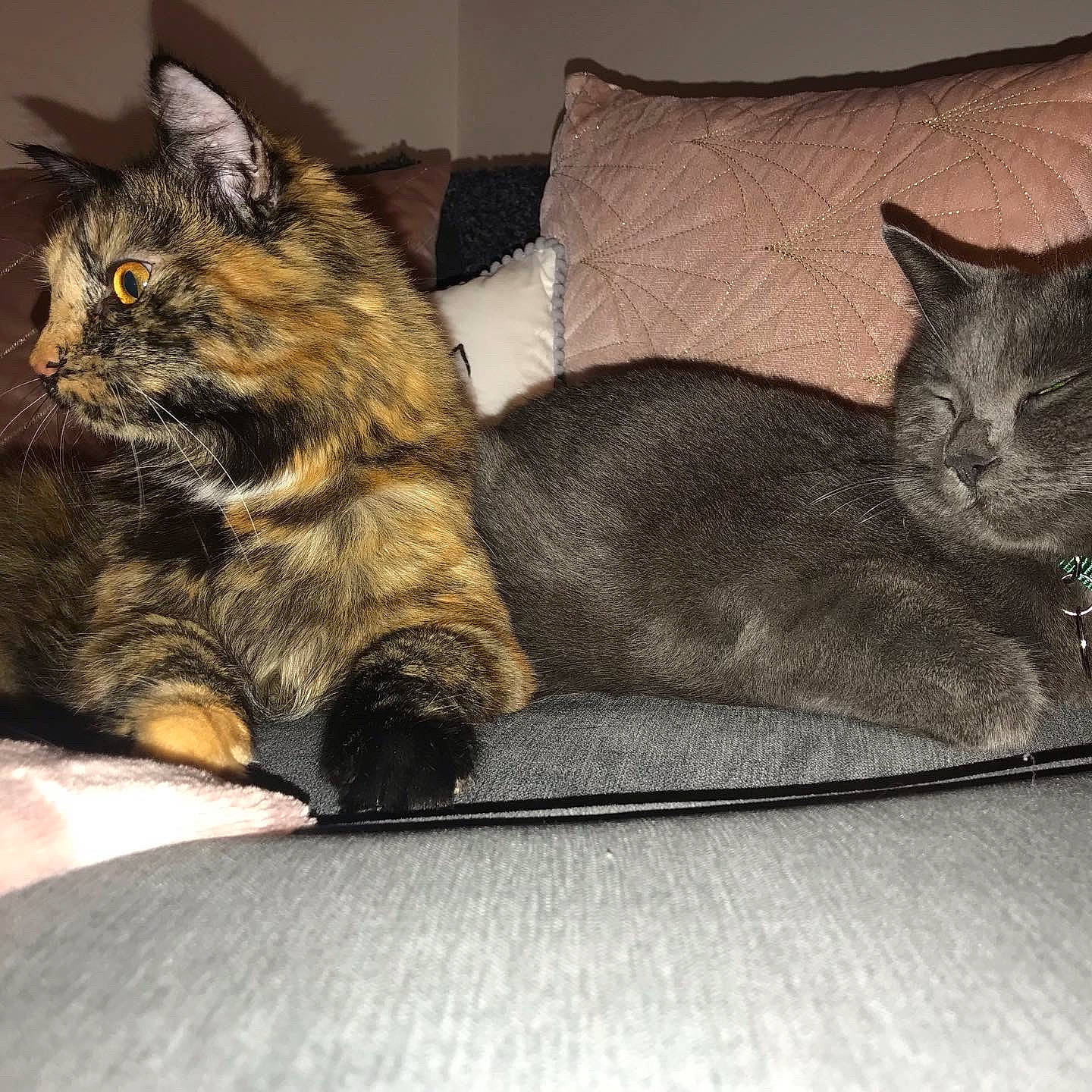 Maisie is registered to the contest to win money with this photo: bed, carnivore, cat, claw, comfort, couch, domestic_short_haired_cat, felidae, flooring, fur, grey, mammal, nap, paw, sleep, small_to_medium_sized_cats, snout, tail, vertebrate, whiskers