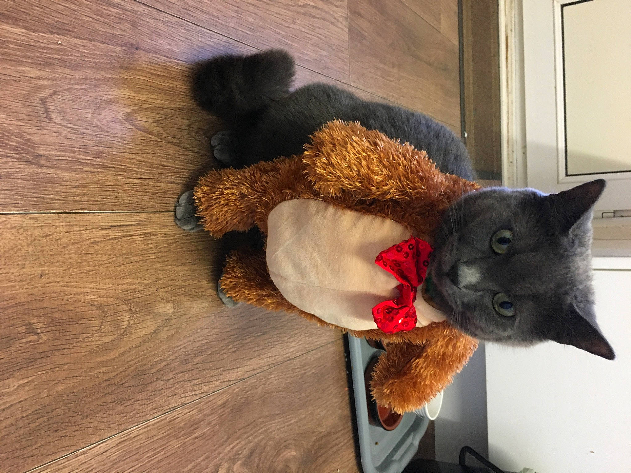 Willow is registered to the contest to win money with this photo: carnivore, cat, cat_supply, comfort, domestic_short_haired_cat, fawn, felidae, flooring, fur, hardwood, house, pet_supply, plank, small_to_medium_sized_cats, snout, stuffed_toy, tail, whiskers, wood, wood_stain