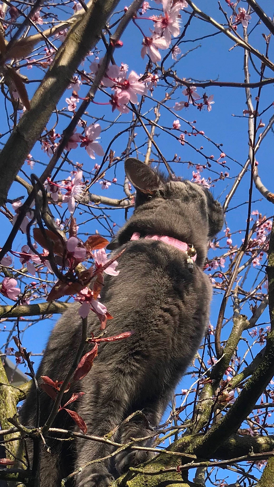 Willow joined the competition — help win amazing prizes! art, beak, blossom, botany, carnivore, cat, felidae, flower, fur, leaf, marsupial, plant, sky, tail, terrestrial_animal, tree, trunk, twig, whiskers, wildlife