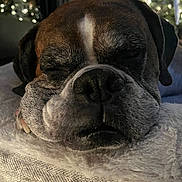 Gus joined the competition — help win amazing prizes! dog, sleeping, close_up, resting, blanket, cozy, indoor, brown, white, black, fur, pet, animal, holiday_lights, soft_lighting, calm, relaxed, face, snout, whiskers