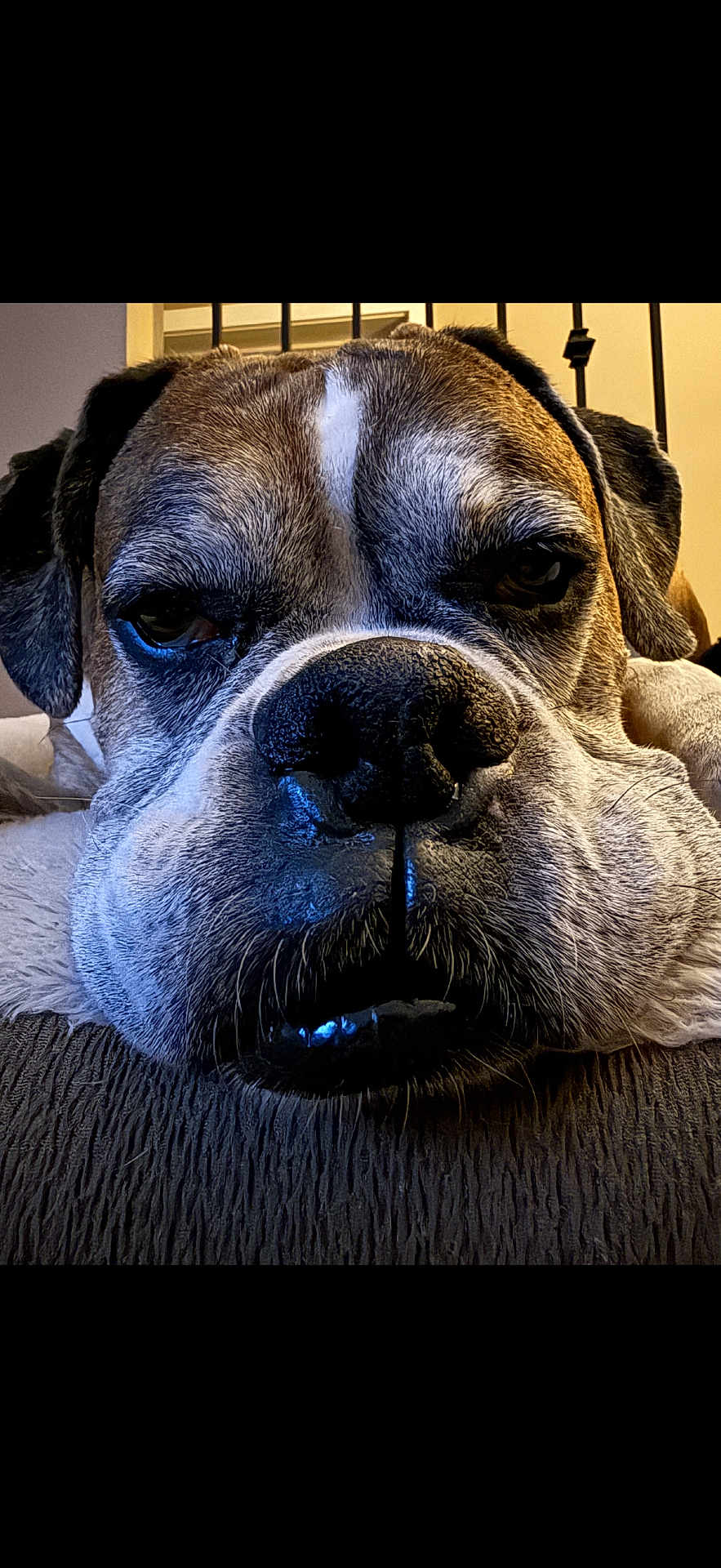 Gus is registered to the contest to win money with this photo: dog, close_up, pet, resting, indoors, canine, face, fur, nose, wrinkles, animal, companion, portrait, expression, brown, white, black, texture, relaxed, home