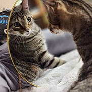 Racer joined the competition — help win amazing prizes! animal, bed, blanket, cardboard_box, cat, closeup, cozy, curious, domestic_cat, feline, fur, indoor, looking, mirror, pet, reflection, soft, striped, tabby, whiskers